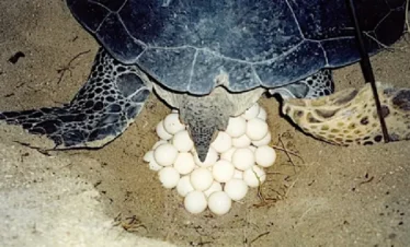 Turtle Watching
